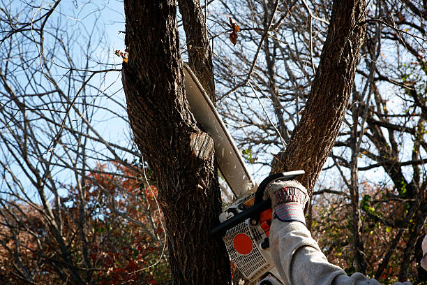 Professional Tree Care in West Cape May, NJ