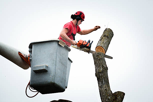 Seasonal Cleanup (Spring/Fall) in West Cape May, NJ