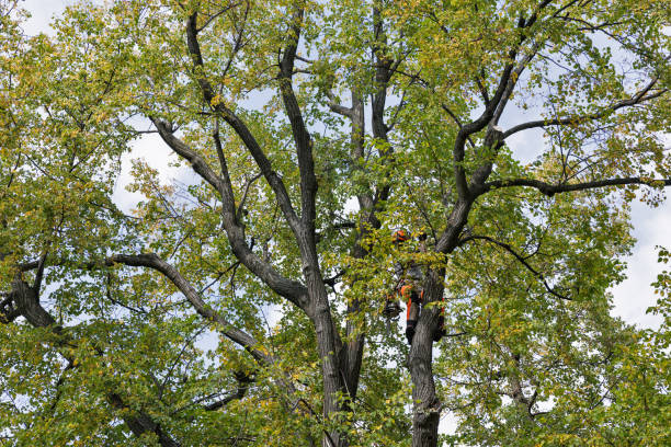 Seasonal Cleanup (Spring/Fall) in West Cape May, NJ